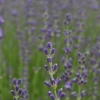 Lavandula angustifolia 'Royal Purple' -- Lavendel